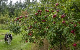 Fotos af frøsået æbletræ med røde æbler.